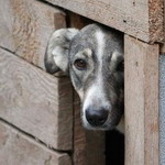 Люди і Суспільство: На создание приюта для бездомных собак в Житомире денег нет - Пивоварова