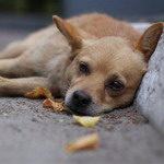 В Житомире снова принялись травить собак. В этот раз на проспекте Мира. ФОТО
