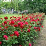 Місто і життя: На улицах Житомира высадят 200 кустов роз