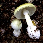Надзвичайні події: В Житомире умерло два человека, поев жареных грибов
