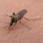 В Житомире зафиксировано заболевание малярией