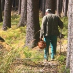 Надзвичайні події: В Житомирской области ушли в лес и не вернулись 4 грибника