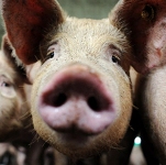 Місто і життя: Массовая гибель свиней зафиксирована в Бердичевском районе