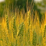 Гроші і Економіка: В этом году Житомирская область получит рекордный объем урожая зерна