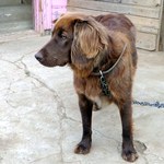Люди і Суспільство: Ежедневно в Житомире проводят 30-40 операций по стерилизации собак