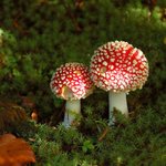 Надзвичайні події: За неделю в Житомире четыре человека отравились грибами