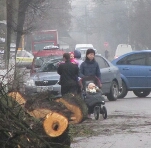 Місто і життя: Коммунальщики срезали в Житомире деревья и забыли их на тротуаре. ФОТО