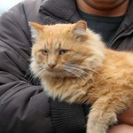 Надзвичайні події: В Житомире милиция проводит расследование по факту убийства кота