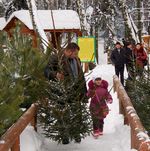 Гроші і Економіка: Житомирские лесники подготовили на продажу пол миллиона новогодних елок и сосен