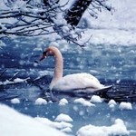 Люди і Суспільство: Cпасатели освободили стаю лебедей, которые могли замерзнуть на пруду. ФОТО