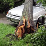 Надзвичайні події: В центре Житомира упавшее от ветра дерево повредило автомобиль