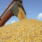 Гроші і Економіка: Житомирская область экспортировала более 400 тыс. тонн зерна