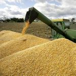Житомирская область экспортирует зерно в страны ЕС, Турцию, Беларусь, Сербию и Швейцарию