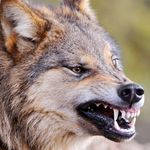 Волк покусал 46-летнюю жительницу Житомирской области