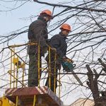 Місто і життя: На улицах Житомира снова кронируют деревья. ФОТО