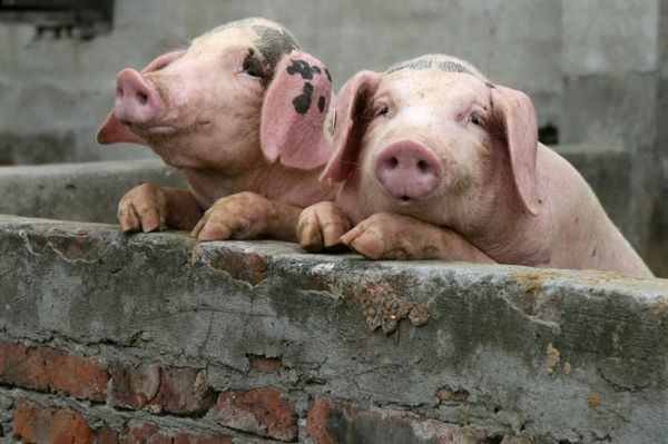 Новини України: На Житомирщине зафиксирована вспышка африканской чумы свиней