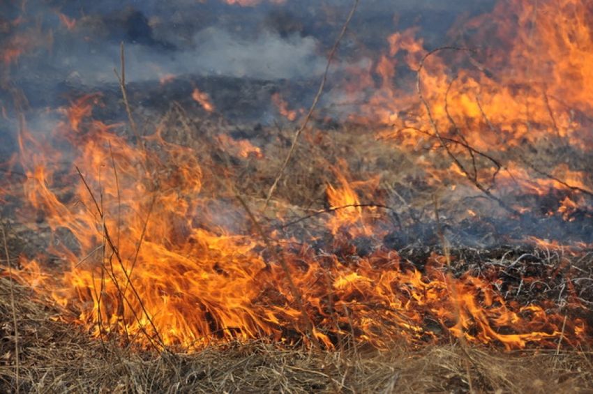 Новини України: За сутки спасатели ликвидировали 11 пожаров в Житомирской области
