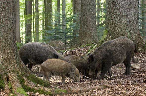 Новини України: Вспышка африканской чумы свиней: на Житомирщине уменьшат поголовье диких кабанов