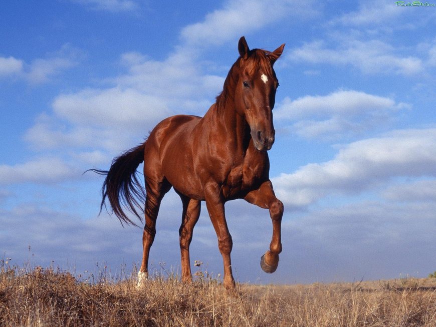 Люди і Суспільство: Участников АТО из Житомирской области приглашают бесплатно покататься на лошадях