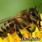 Надзвичайні події: Из-за человеческой халатности в Житомирской области погибли миллионы пчел