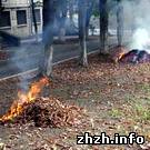 Люди і Суспільство: В Житомире экологи запретили сжигать опавшие листья и траву